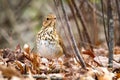 Cute Hermit Thrush bird close up portrait Royalty Free Stock Photo