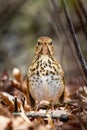 Cute Hermit Thrush bird close up portrait Royalty Free Stock Photo