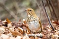 Cute Hermit Thrush bird close up portrait