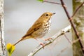 Cute Hermit Thrush bird close up portrait Royalty Free Stock Photo