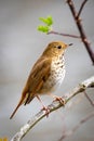 Cute Hermit Thrush bird close up portrait