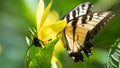 Cute Hidden Eastern Tiger Swallowtail Butterfly Sipping Nectar from the Accommodating Flower Royalty Free Stock Photo