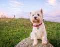 Cute high key portrait of a west highland white terrier dog at d Royalty Free Stock Photo