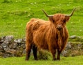 Cute highland breed cow standing in a green field