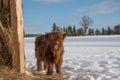 Cute Highland calf in winter bakcground Royalty Free Stock Photo