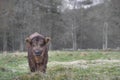 Cute Highland Cow Baby