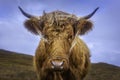 Cute highland cow looking at camera