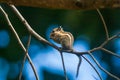 Cute Himalayan striped squirrel or Burmese striped squirrel is in the branch of tree. Beauty and fur. Chipmunk, it is the same. Royalty Free Stock Photo