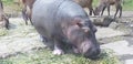 Cute hippopotamus mammal
