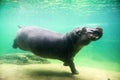 Cute hippopotamus swim underwater in a zoo