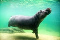 Cute hippopotamus swim underwater in a zoo