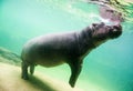 Cute hippopotamus swim underwater in a zoo