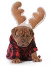 Cute holiday puppy Royalty Free Stock Photo