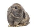 Cute Holland Lop rabbit Royalty Free Stock Photo