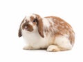 Cute Holland Lop rabbit sitting isolated on white background. Royalty Free Stock Photo