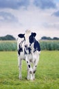 Cute Holstein-Friesian calf in a green Dutch meadow