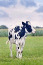 Cute Holstein-Friesian calf in a green Dutch meadow
