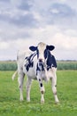 Cute Holstein-Friesian calf in a green Dutch meadow