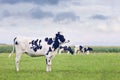 Cute Holstein-Friesian calf in a green Dutch meadow