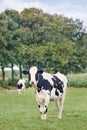 Cute Holstein-Friesian cattle in a green Dutch meadow Royalty Free Stock Photo