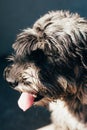 Schnauzer mittelschnauzer close up portrait on background