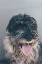 Schnauzer mittelschnauzer close up portrait on background