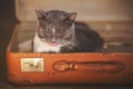 Cute gray cat lay down in an old battered orange suitcase and licks his lips, closing his eyes with pleasure Royalty Free Stock Photo