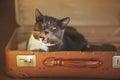 Cute home hungry gray cat sitting in a vintage orange suitcase and licking Royalty Free Stock Photo