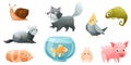 Cute Home Pet Animal with Fish, Cat, Parrot, Hamster and Pig Vector Set Royalty Free Stock Photo