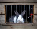 Cute home rabbit in outside Cage, Rabbit with white snout, cute little pet for family Royalty Free Stock Photo