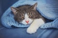 Cute home tabby cat sleeps, covered with a soft wool blanket. Home comfort. Sleep time