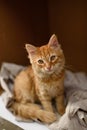 Cute homeless kittens looking at camera and play