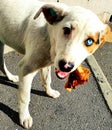 Cute homeless puppy with beautiful eyes of different colors brown and blue eating