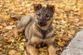 Cute homeless puppy playing