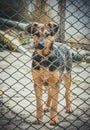 Cute homeless puppy. The shelter for abandoned animals