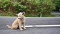 Cute homeless stray dog Royalty Free Stock Photo