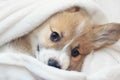 homemade corgi puppy lies in a white fluffy blanket funny sticking out his face