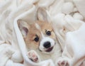 homemade corgi puppy lies in a white fluffy blanket funny sticking out his face and paws