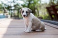 Honest dog, small cute puppy dog Royalty Free Stock Photo