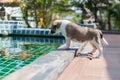 Honest dog, small cute puppy dog Royalty Free Stock Photo