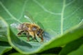 cute honey bee, Apis mellifera, in close up drinking water from a dewy leaf Royalty Free Stock Photo