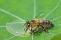 Cute honey bee, Apis mellifera, in close up drinking water from a dewy leaf Royalty Free Stock Photo