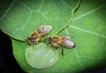 Cute honey bee, Apis mellifera, in close up drinking water from a dewy leaf Royalty Free Stock Photo