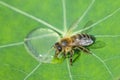 Cute honey bee, Apis mellifera, in close up drinking water from a dewy leaf Royalty Free Stock Photo