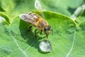 Cute honey bee, Apis mellifera, in close up drinking water from a dewy leaf