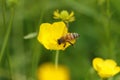 A cute Honey Bee, Apis mellifera, collecting pollen from a buttercup flower in a meadow.