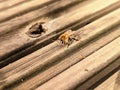 Cute honey bee soaking up the sun