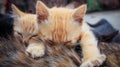 Two small striped orange tabby kittens sleeping on top of tortoiseshell mother cat