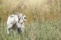 Cute horned goatling in spring grass. Free grazing, organic farming Royalty Free Stock Photo