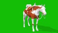 A cute horse hoofs crape scene from front on green screen - 3D Rendering Animation